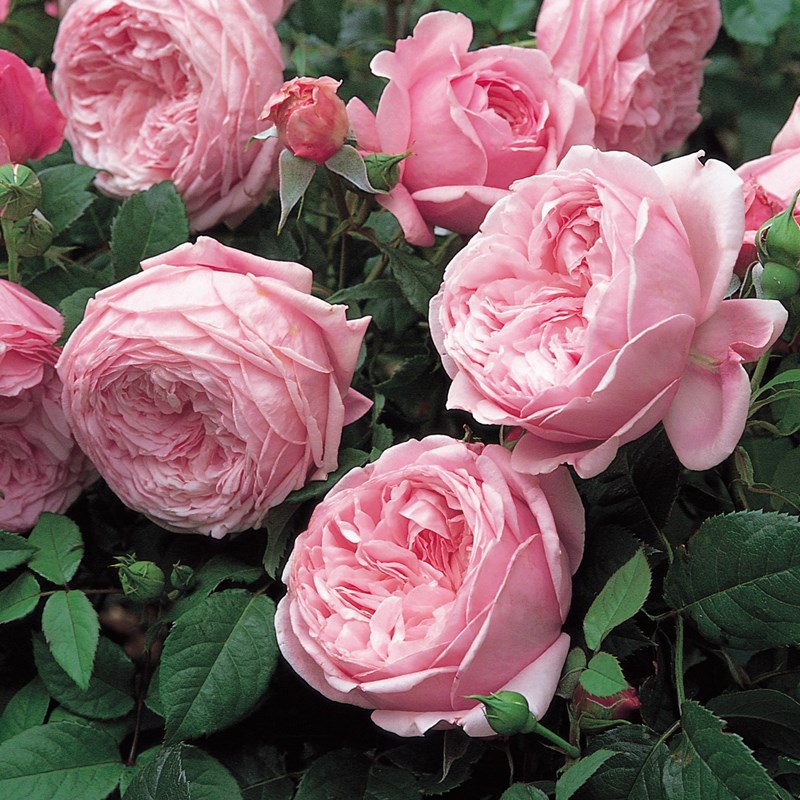 gm6WifKnzdTvlDvQUnfRc4wHTBlCZiIPIh3Y