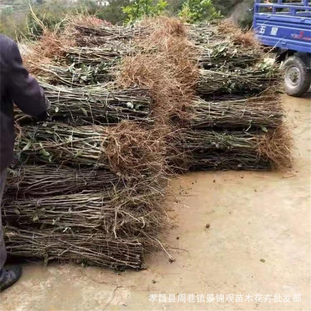 批发木瓜小苗 木瓜苗 木瓜树苗盆栽地栽光皮木瓜小苗绿化木瓜树苗