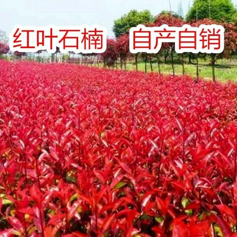 Саженец краснолистной фотинии молодые саженцы красный Робин пламя красная вечнозеленая живая изгородь садовый двор проект озеленение саженцев