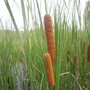 ���ѷN�� �|�����ѷN�Ӳ����S�N�� ���������~�޸�ֲ��N��ͦˮ��