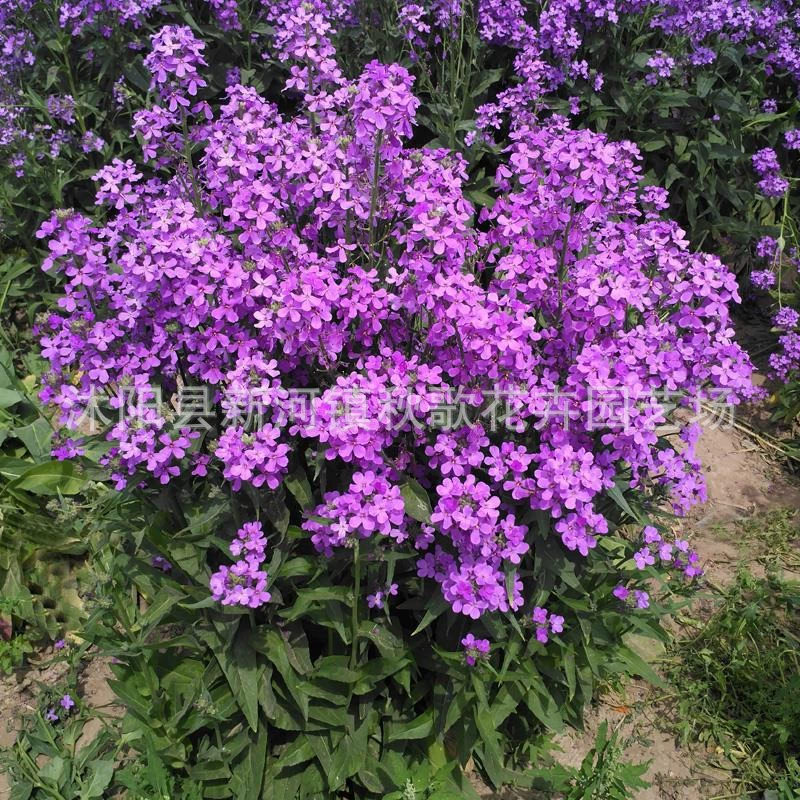 Синие ароматные средние семена Дворовые цветы в горшках балконные Цветы Семена цветы морские семена Four Seasons Посадка Семена синей горчицы