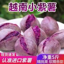 越南珍珠紫薯粉糯香甜新鲜现挖婴儿孕妇红薯番薯地瓜3/5斤