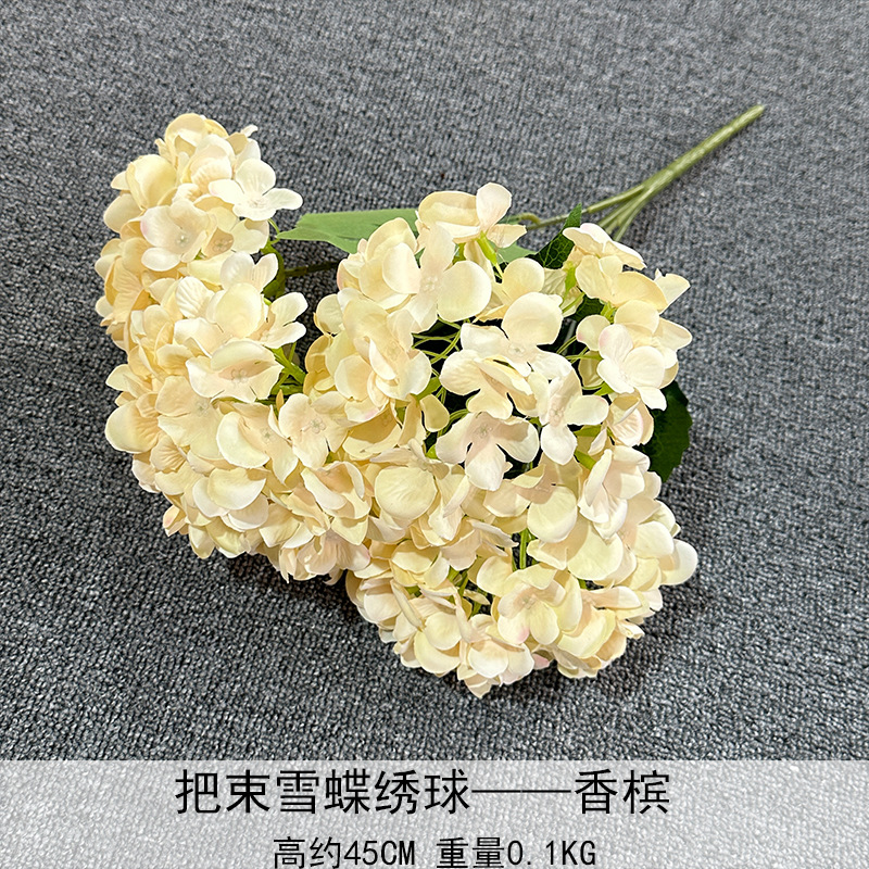 Paquete de Hortensias Mariposa de Nieve, color Champagne