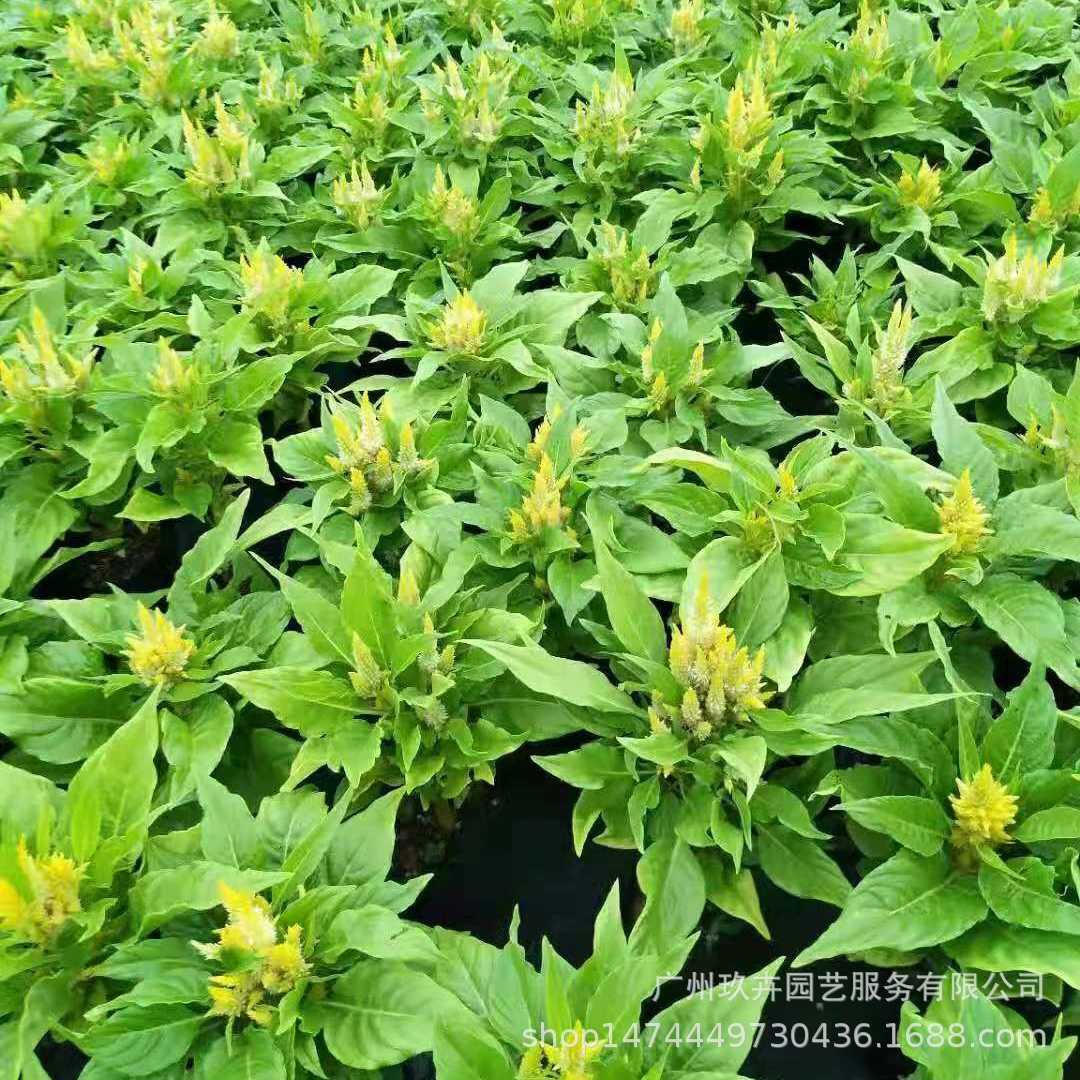 Желтый шип цветок просмотр растений цветок земля саженцы горшечный двор балкон парк сад цветок зеркало цветок просмотр зеленые растения