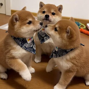 ���۲�Ȯ��Ȯ���w���̼��N�ձ���Ȯ��������Ȯ��С�ͼ��B���ﹷ��