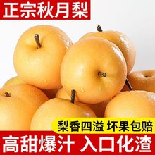 【新鲜直达】脆甜秋月梨新鲜当季水果现摘整箱批发甘甜可口