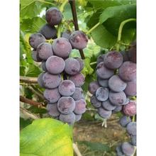 ޷јmꖹõϱͺoļNֲͥԺ