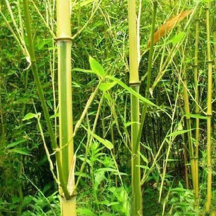 Base Delivery Gold Inlaid Jade Bamboo Gold Bamboo Guanyin Bamboo Green Skin Bamboo Moso Bamboo Pink Single Bamboo Greening Quotation