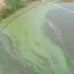 蓝藻生物菌水产养殖除藻剂改善水质分解有机物水族水族箱跨境代发