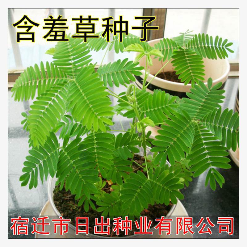 미모사 100캡슐 + 비료