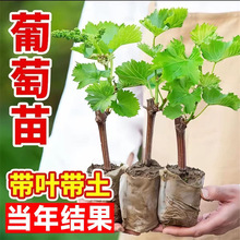 ꖹ�õ�����ј��m�o����������������ͥԺ�����ϱ����Nֲ����Y��