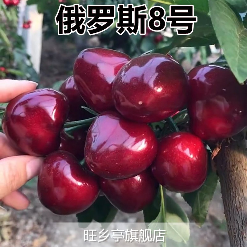 러시아 8호(6년생 모종이 많은 열매를 맺고 있음) 죽은 모종에 대한 보상 보장!