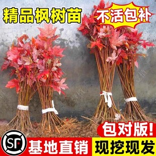 �t�������ļ��t�輧����e���辰����ͥԺ�ͺ�����t�~���̾G����