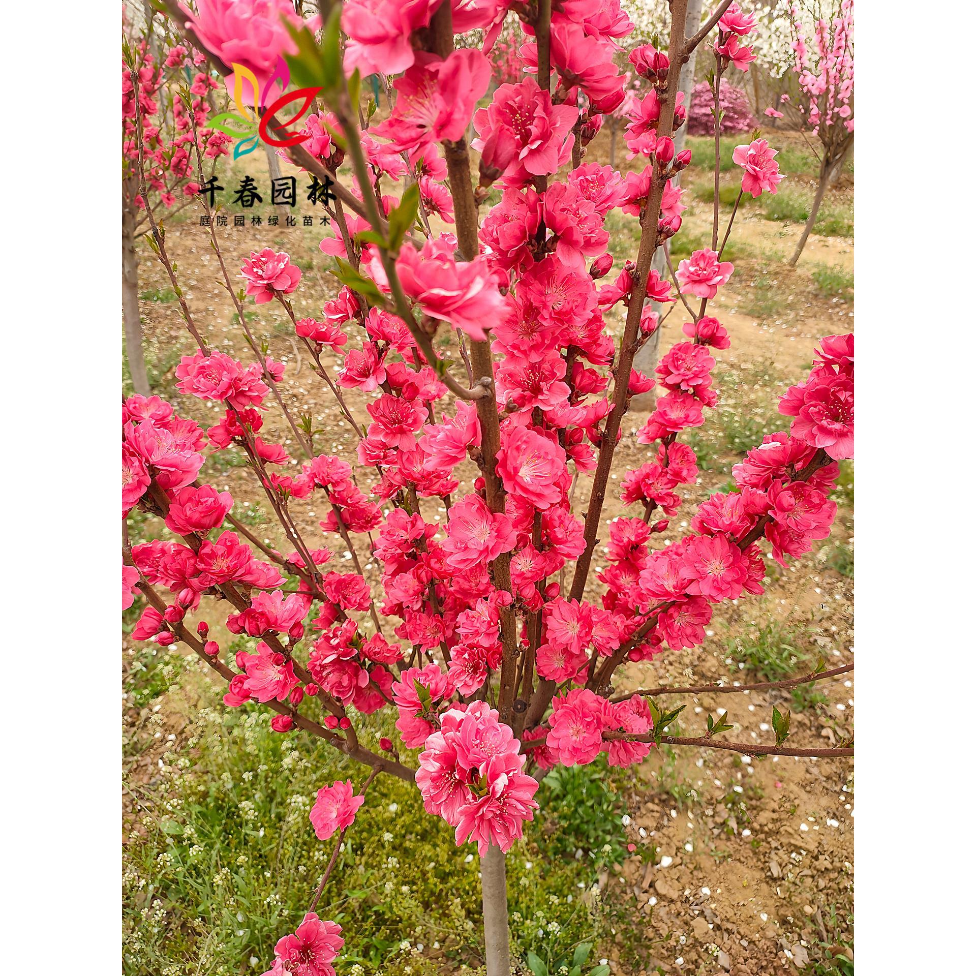 紫叶碧桃树苗桃树小苗庭院园林耐寒绿化彩叶风景大树红花碧桃树苗