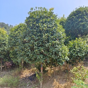 ���Ϲ𻨘���� ���������𻨘��� ���� �ļ��� ���¹����¹𪚗U