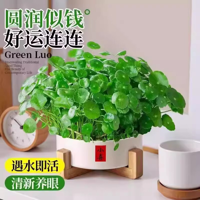 Hydroponic Pennywort Plants, Easy-To-Care-For Indoor Flowers for the Living Room, Small Green Potted Plants, Money Grass