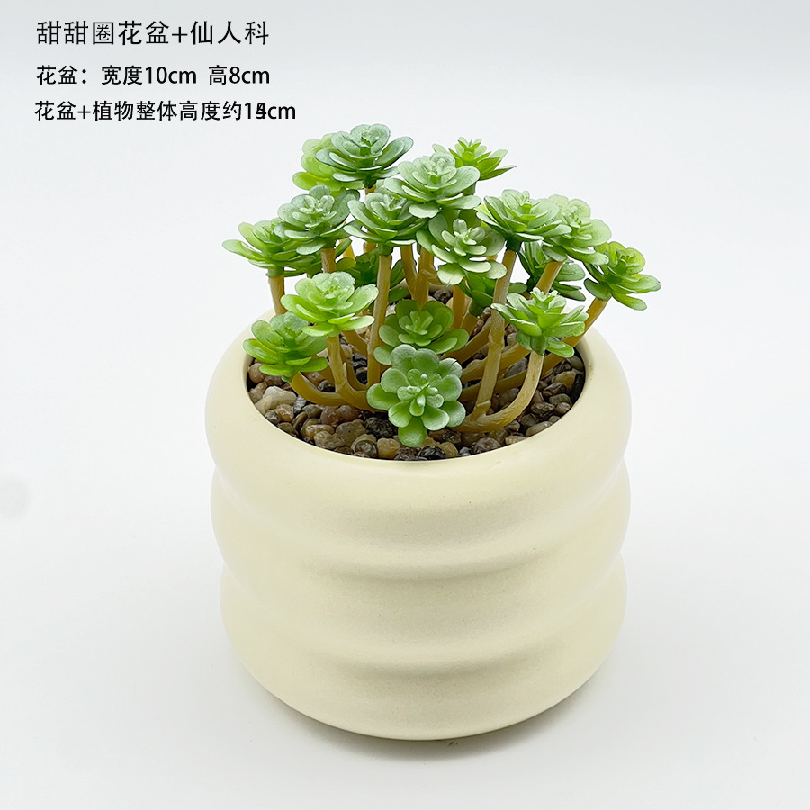 도넛 화분 + 선인장