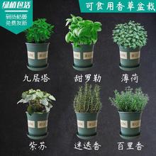 迷迭香百里香薄荷罗勒叶九层塔紫苏可食用盆栽西餐香料香草组合