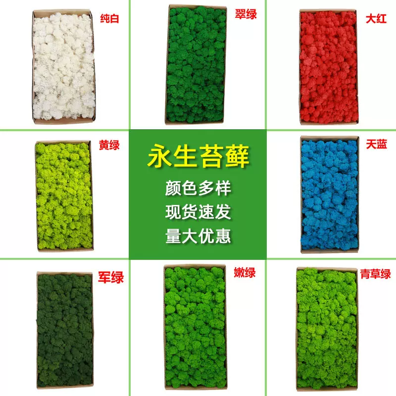 永生苔藓 鹿蕊苔藓植物墙造景苔藓橱窗室内装饰微景观永生花苔藓