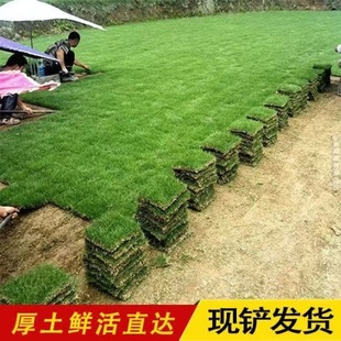 Base supply turf real grass wholesale all kinds of turf with mud turf Manila Sijiqing and other varieties