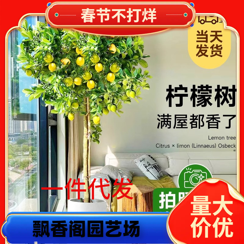一件代发香水柠檬树盆栽大型绿植客厅室内阳台四季花果可食用净化