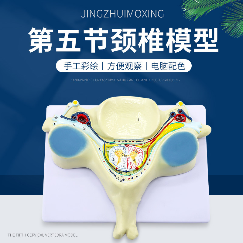 ��������Ŵ�ģ�� ���徱׵������ͼ��񾭷Ŵ�ģ�� ��ѧģ��