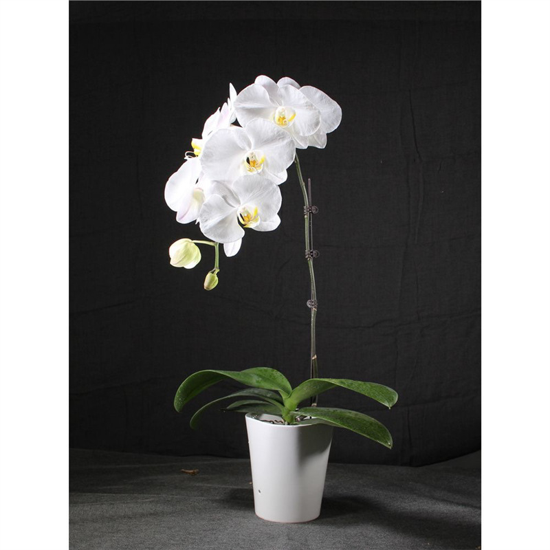 Orquídea de mariposa en las cuatro estaciones, balcón interior, oficina en maceta, flores verdes, fácil alimentación image 13