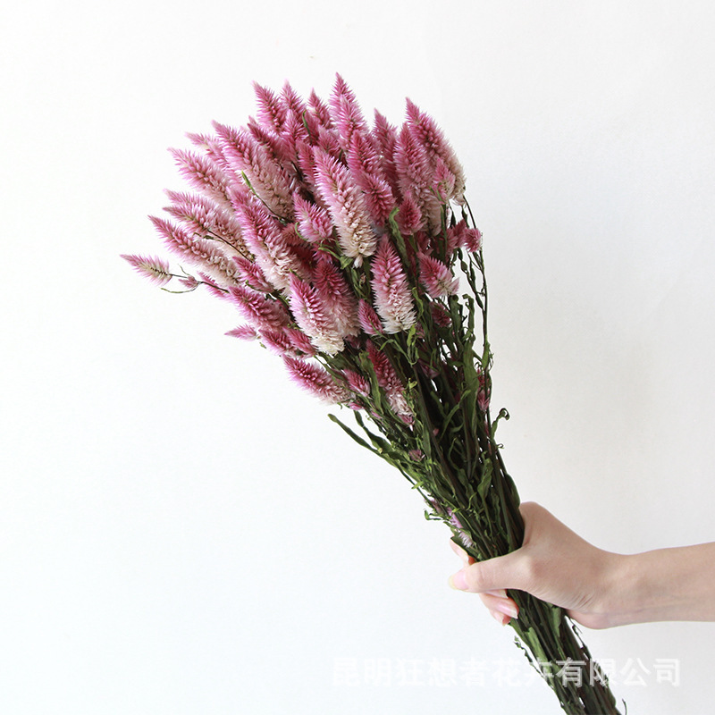 Fanatics natural phoenix tail bouquet natural dried flowers real flowers ins style window shooting props home decoration ornaments