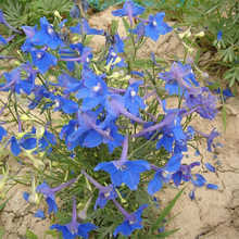 ǧBݷNͥԺNֲN{ɫСwݷNӻ^wBN