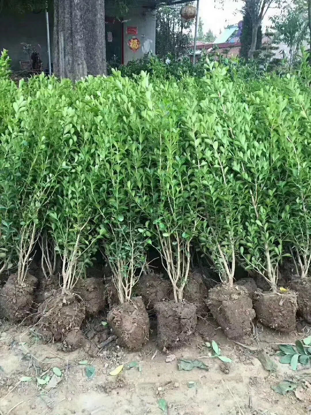 大叶黄杨/冬青卫矛常绿灌木规格齐全工程绿小叶黄杨球基地批发-阿里巴巴