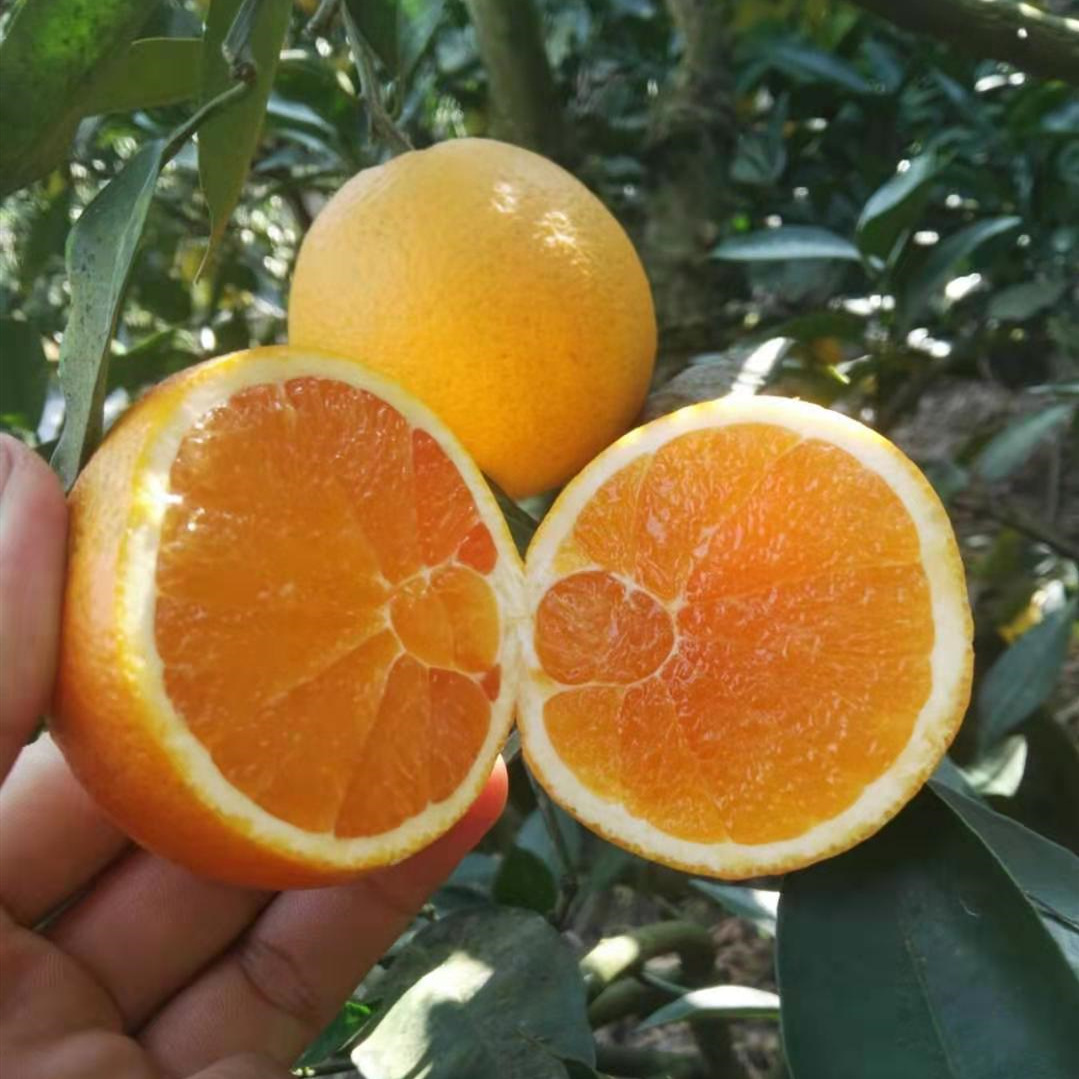 Orange Yichang Fragrant and sweet Zigui Orange fresh 10 September Gannan Navel Season Full container On behalf of