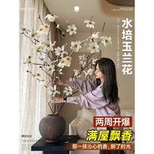 水培玉兰花鲜切枝带花苞红梅干枝水养鲜花卉室内好养耐寒植物盆栽