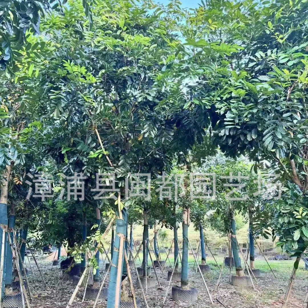 桃花心木工程苗 胸径 12cm  庭院景观 市政行道树 福建漳州基地