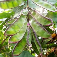 ��߅�ⶹ�N����ü�����̨�����ļ�����ͥԺ�r���߲˷N����@