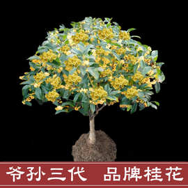 开红花的桂花树价格 最新开红花的桂花树价格 批发报价 价格大全 阿里巴巴