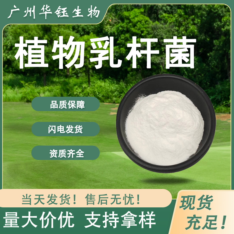 植物乳杆菌 食品级营养强化剂 益生菌 规格齐全 现货速发