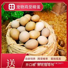 孵化白瓦灰鸡网受精可迷你变异卢丁鸡德系红鸡芦丁鸡批发蛋种蛋草