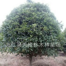 批发供应高分枝单杆桂花树 5公分单桂树 3公分八月桂花 桂花2公分