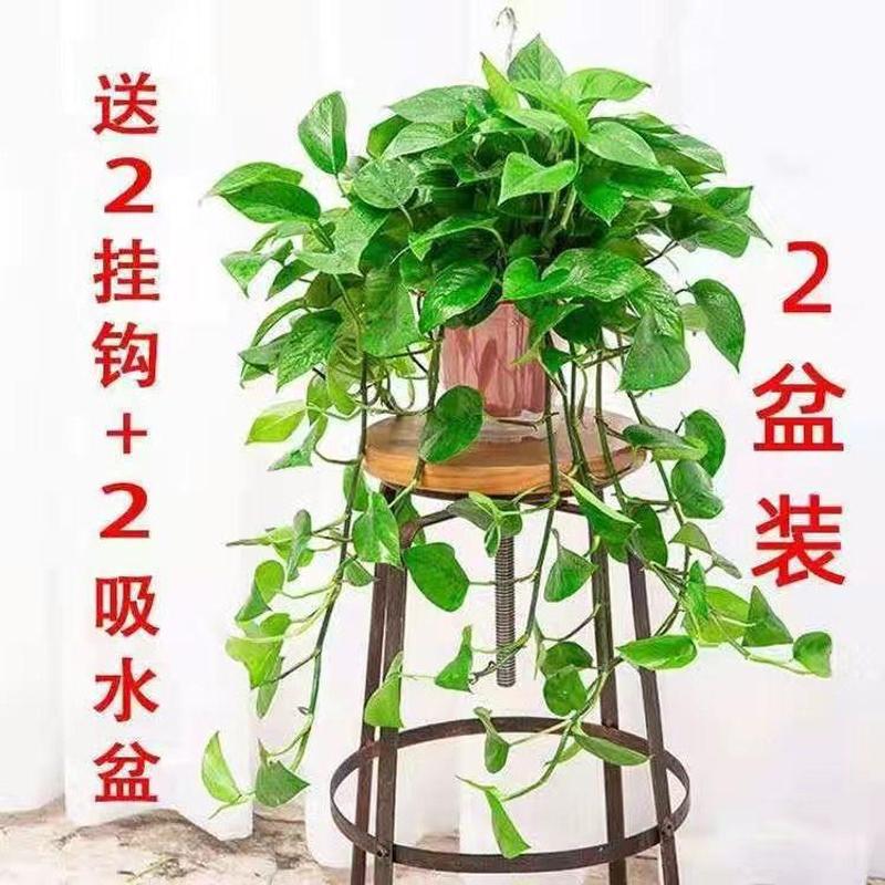 长藤2红盆藤长30cm左右配吸水盆