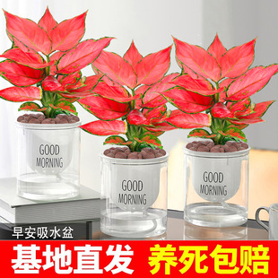 Ruyi Geely Red Potted Indoor Green Plant Potted Desktop Potted Flower Bonsai Large-Leaf Hydroponic Seedlings