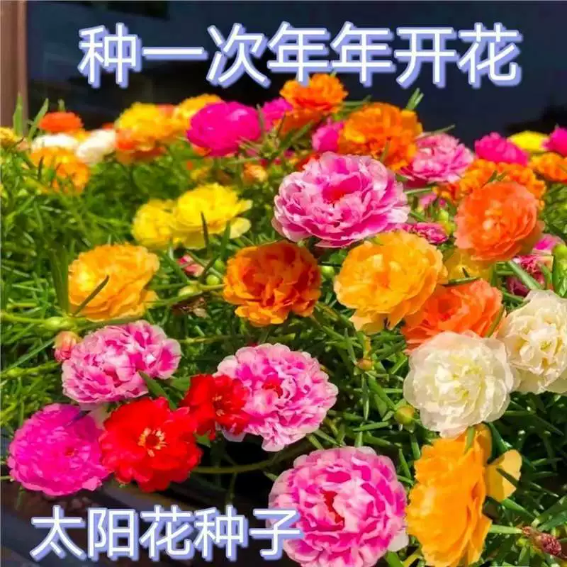 Семена подсолнечника с двойными лепестками, многослойный четырехсезонный подсолнечник, очень крупное цветочное растение в горшке, легко живущий подсолнечник, подсолнечник с двойными лепестками.