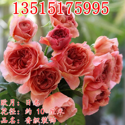 盆栽灌木切花月季花苗 香织装饰丰花欧月花苗 灌木四季开花欧月苗