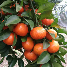 ɳ�ǽۘ�����������Ϸ������Nֲ���Ә���̽۹������޽�ɰ����