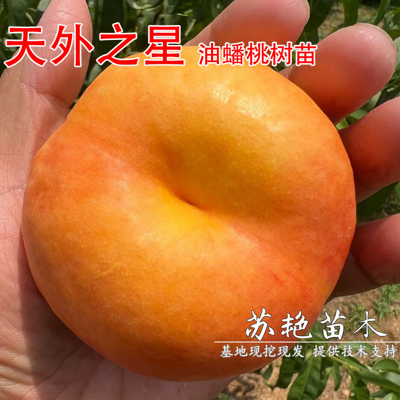 新品早熟油蟠桃苗天外之星油蟠桃树苗特大果树苗盆栽地栽当年结果