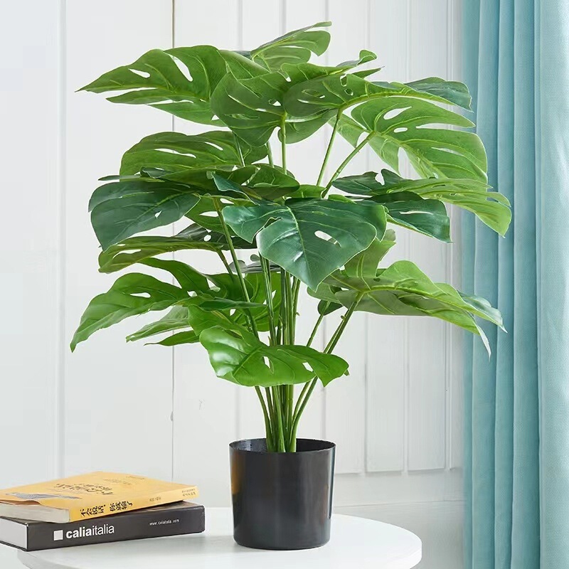 モンステラ 大型鉢植え 水耕栽培 大葉植物 古い杭 リビングルーム 大型緑の植物 花 オフィス オープンバックで富を引き寄せる|undefined