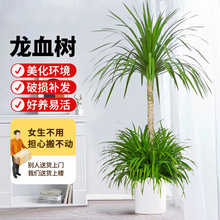 ��횘���;Gֲ���^��Ѫ�����F��lؔ���҃ȿ͏d���Ի���ֲ���辰