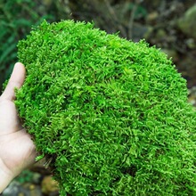 鲜活苔藓鲜活盆景盆栽铺面活青苔植物白发藓假山水陆缸造微景观