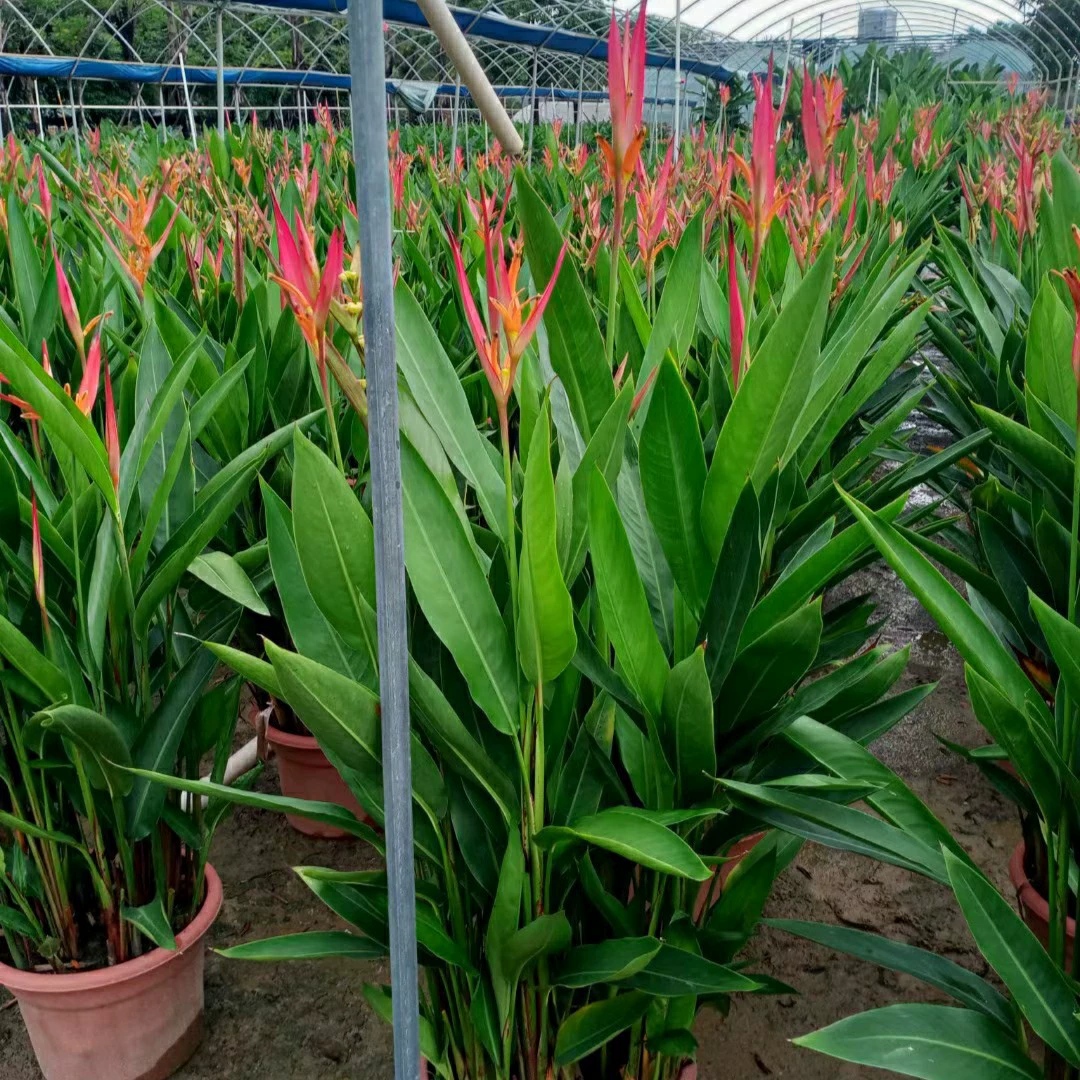 2309 Цветочная ферма Оптовая поставка Ярко-красный птичий банан 60-120 см