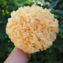 九养芝福建古田干银耳5朵/8朵 30-40g/朵