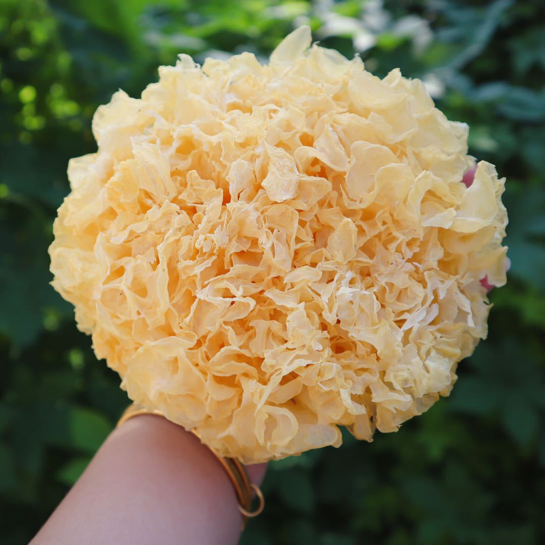 九养芝福建古田干银耳5朵/8朵 30-40g/朵